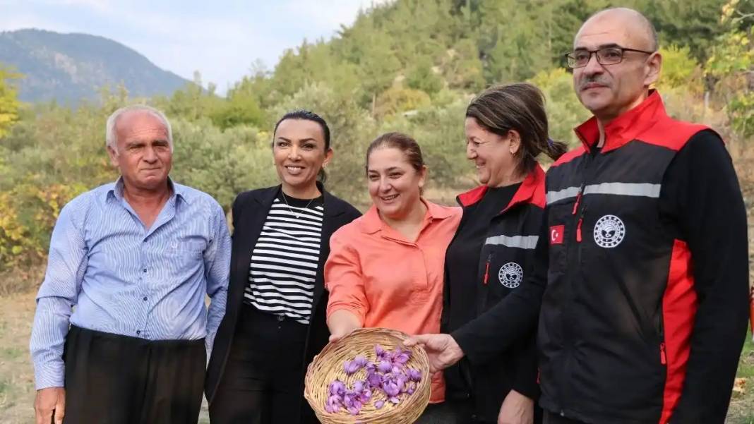 Adana’da Dünyanın En Pahalı Baharatı Safran Hasadı Başladı! 9